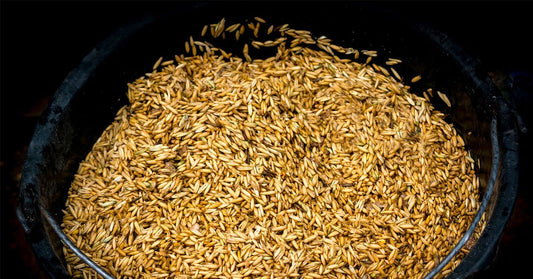 The Benefits and Myths of Whole Oats for Horses - Silver Lining Herbs