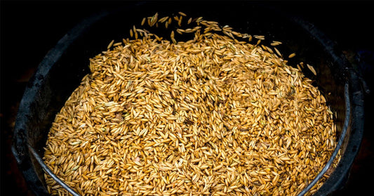 The Benefits and Myths of Whole Oats for Horses - Silver Lining Herbs