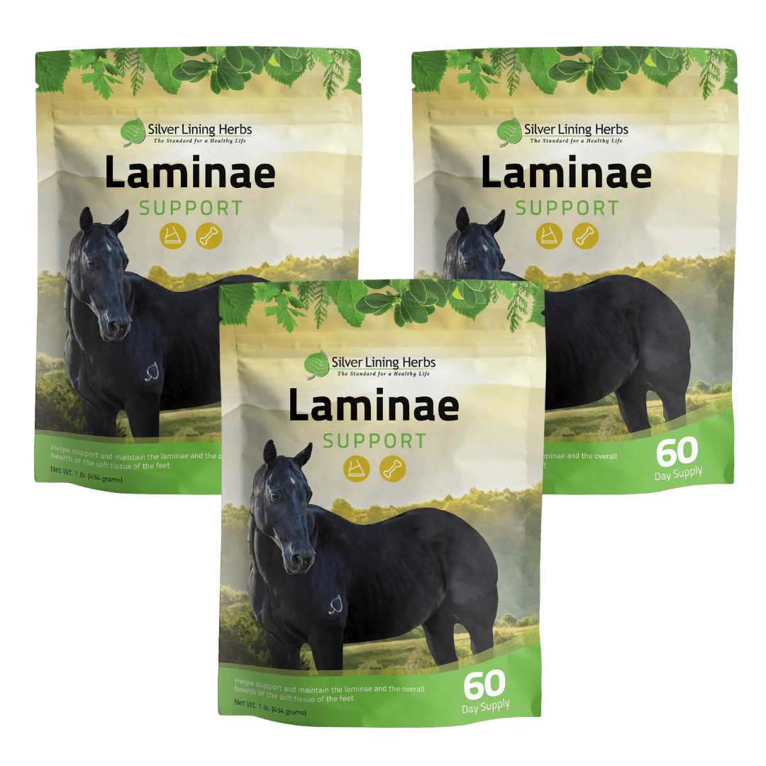 Laminae Support for Horses - Silver Lining Herbs