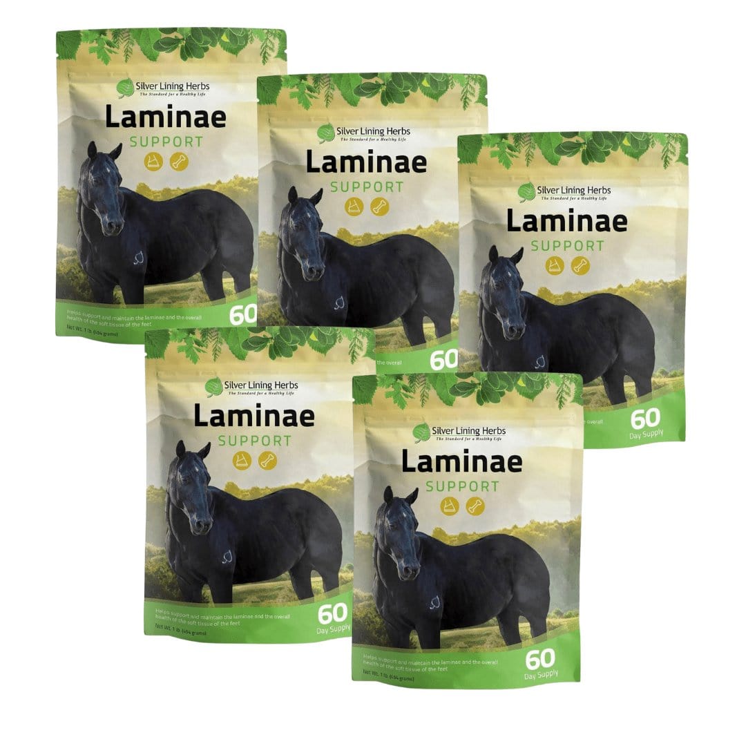 Laminae Support for Horses - Silver Lining Herbs