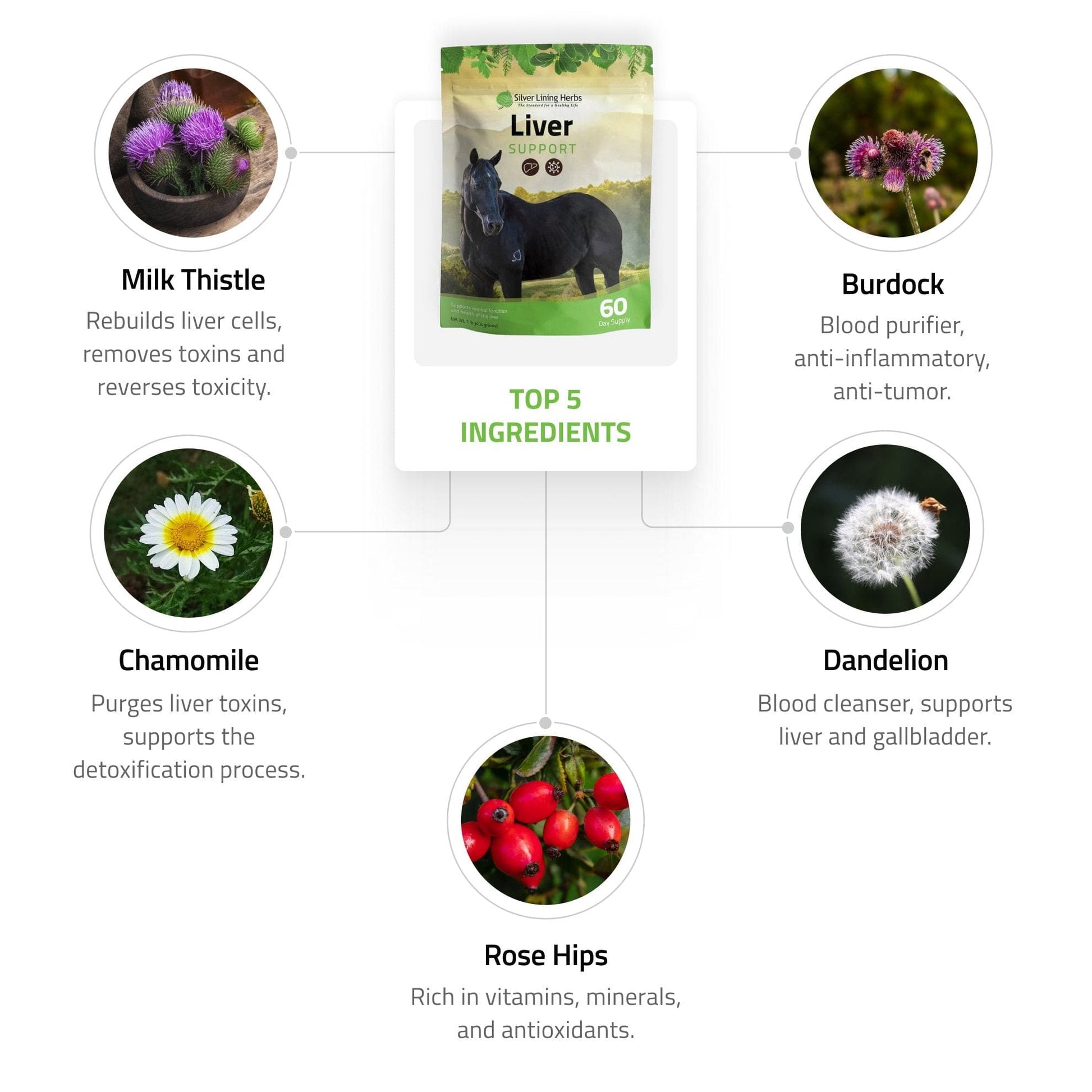 Liver Support for Horses - Silver Lining Herbs