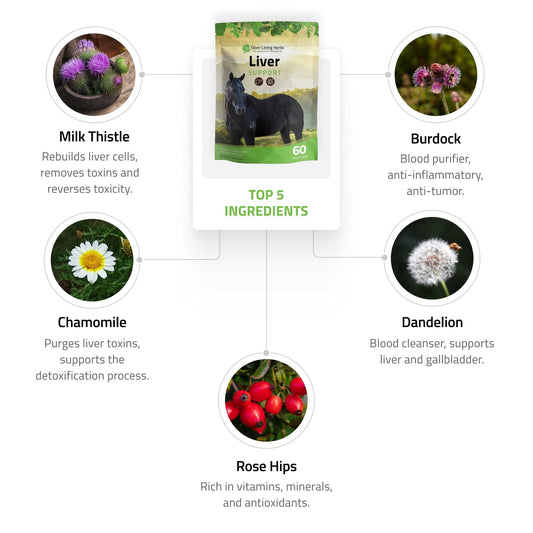 Liver Support for Horses - Silver Lining Herbs