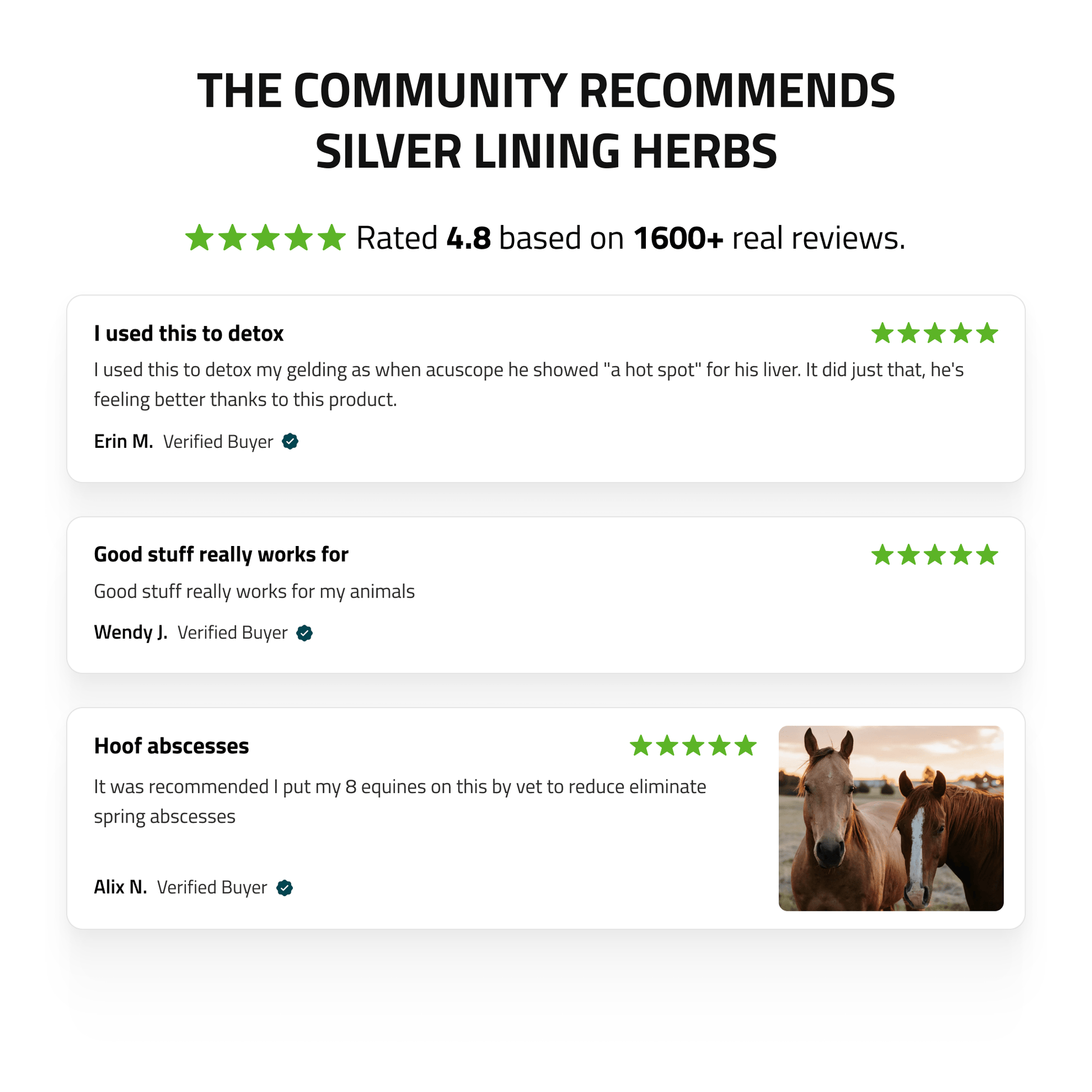 Liver Support for Horses - Silver Lining Herbs