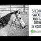 Pituitary Support for Horses