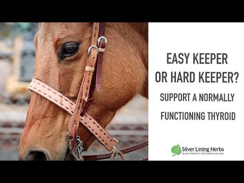 Thyroid Support for Horses 3