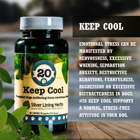 Keep Cool for Dogs - Silver Lining Herbs