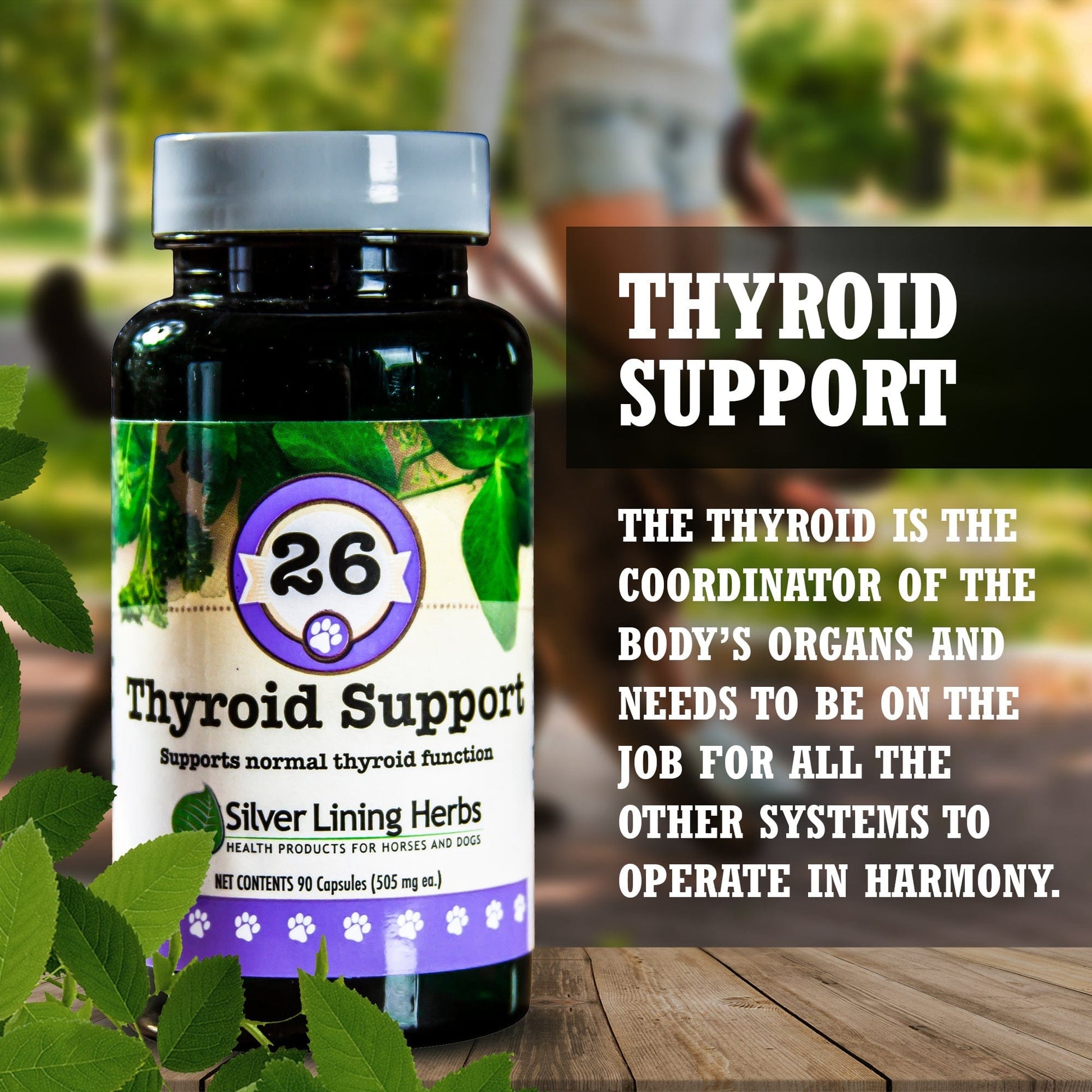 A bottle of #26 Thyroid Support for Dogs with an explanation of why the thyroid is vital to dogs’ health