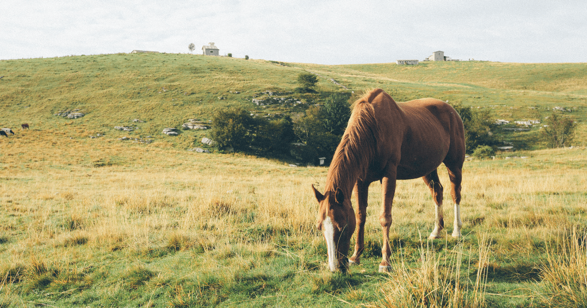 3 Reasons Spring Grass Affects Your Horse More Than You Think - Silver Lining Herbs