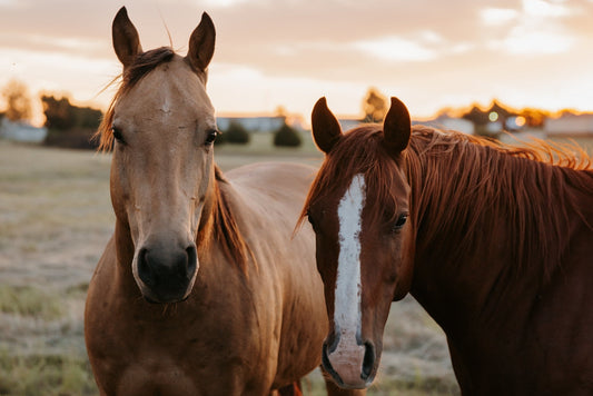 3 Types of Exercises to Incorporate Into Your Horse's Training Routine - Silver Lining Herbs