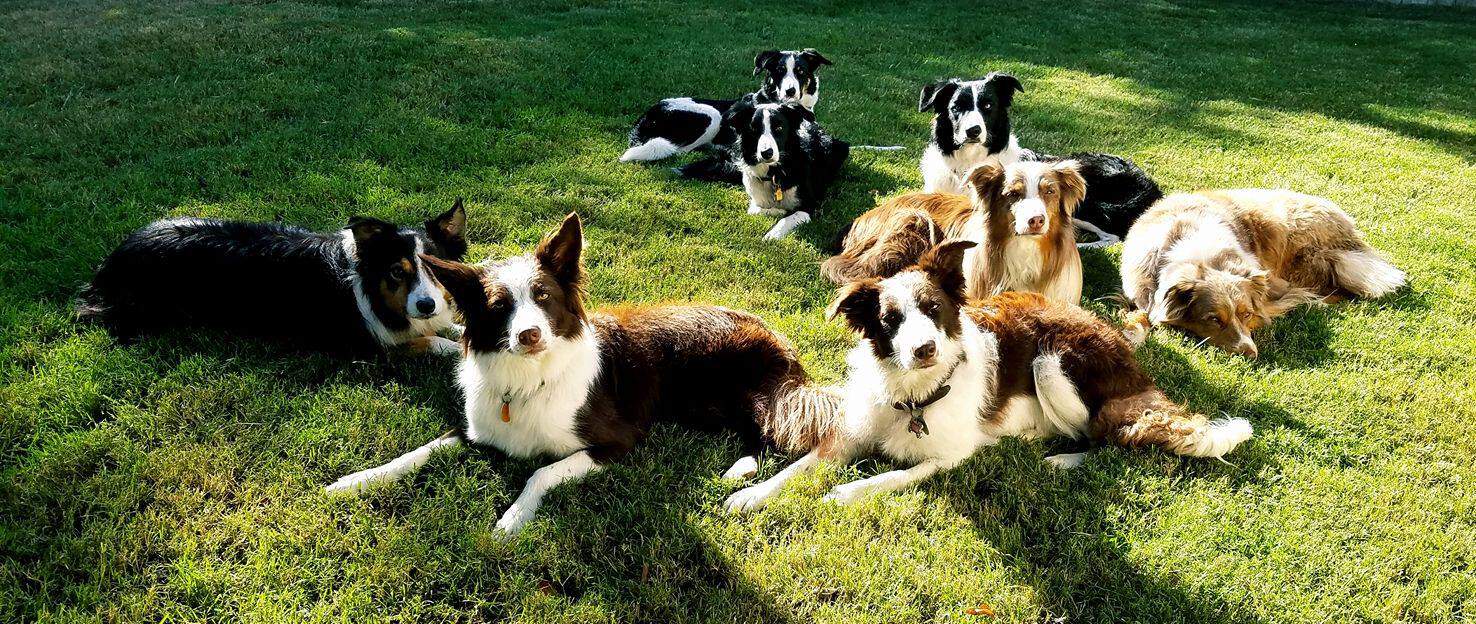 4 Calming Herbs to Support Your Dog (2024) - Silver Lining Herbs