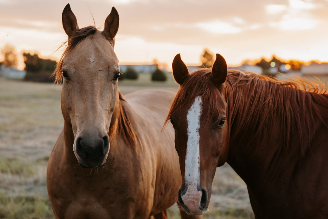 4 Ways to Keep Your Horses Hydrated All Summer Long - Silver Lining Herbs