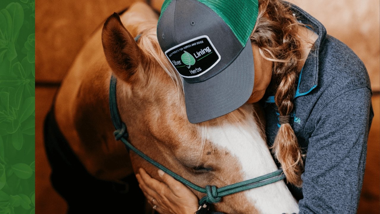 The 5 Best Equine Herbs for Natural Immune Support Silver Lining Herbs