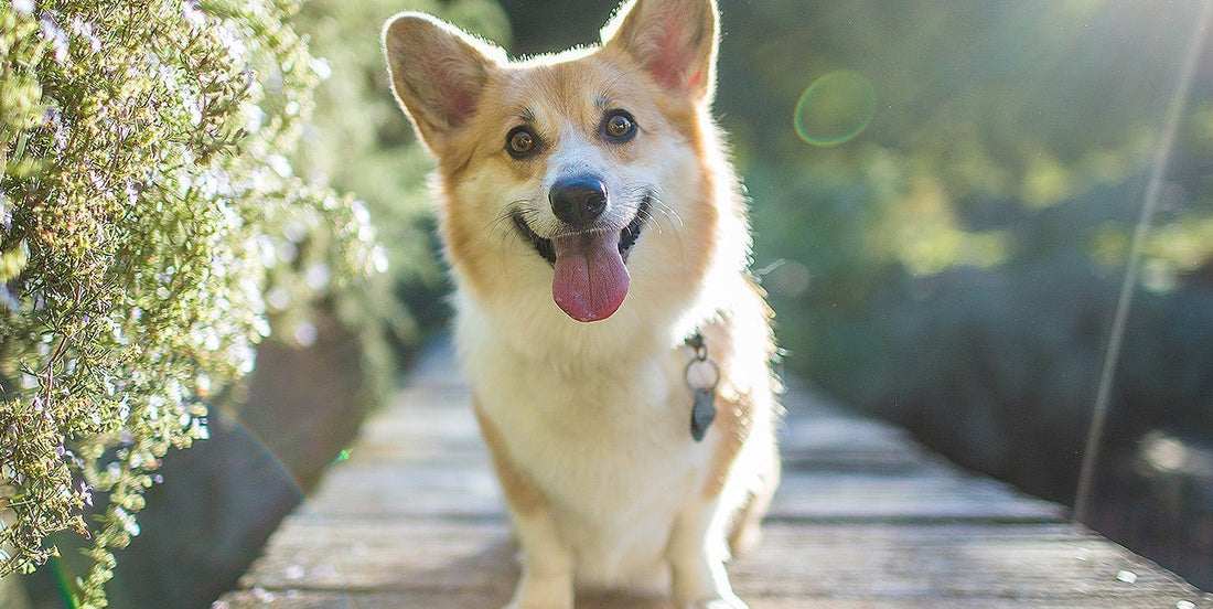 5 Herbal Solutions for Dogs with Allergies - Silver Lining Herbs