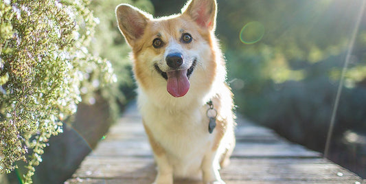 5 Herbal Solutions for Dogs with Allergies - Silver Lining Herbs