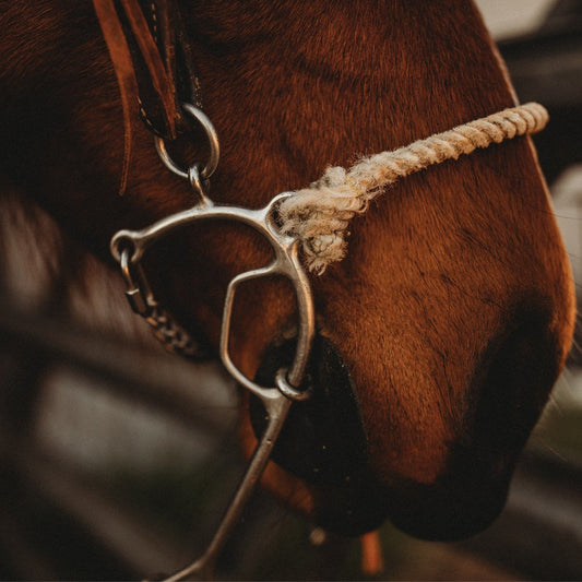 Allergies in Horse: Causes Preventions and Treatments - Silver Lining Herbs