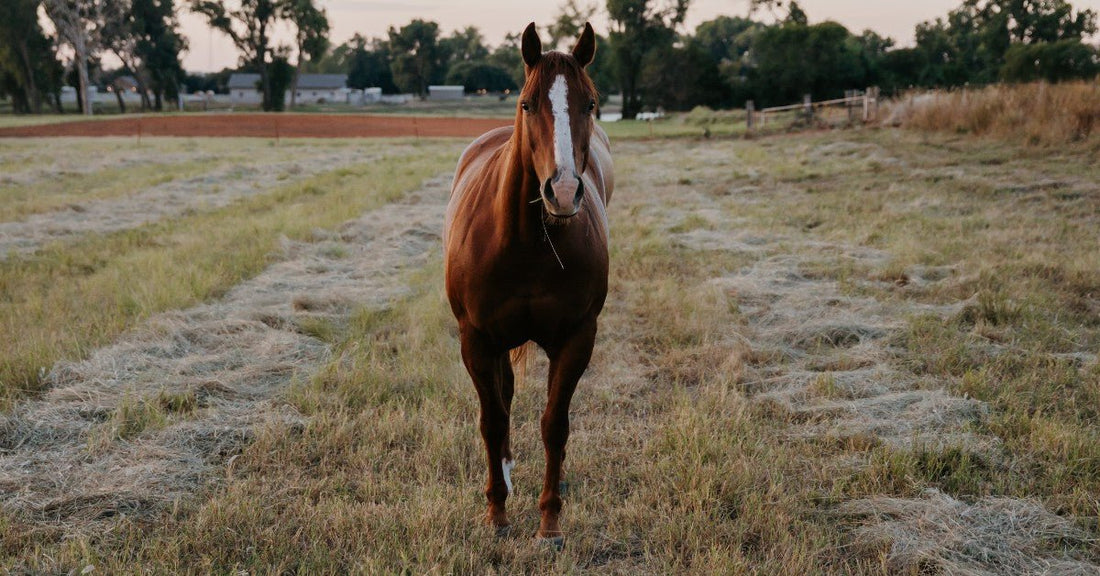 Majestic horse walking outdoors