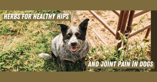Best Herbs for Healthy Hips and Joints in Your Dog - Silver Lining Herbs