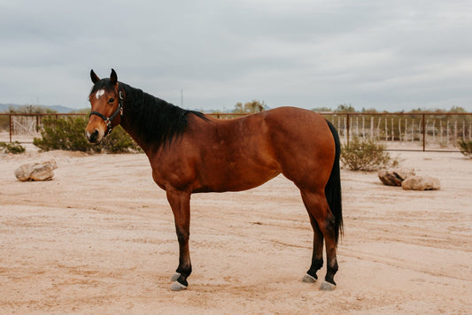 The Best Natural Product for Mare Hormones - Silver Lining Herbs