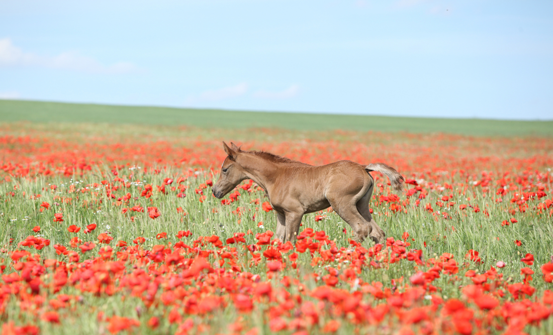 Spring Horse Care: Support Equine Health This Season