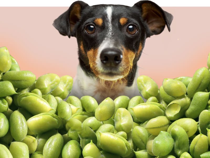 Can Dogs Eat Soybeans? Is Soy Oil Good for Dogs! - Silver Lining Herbs