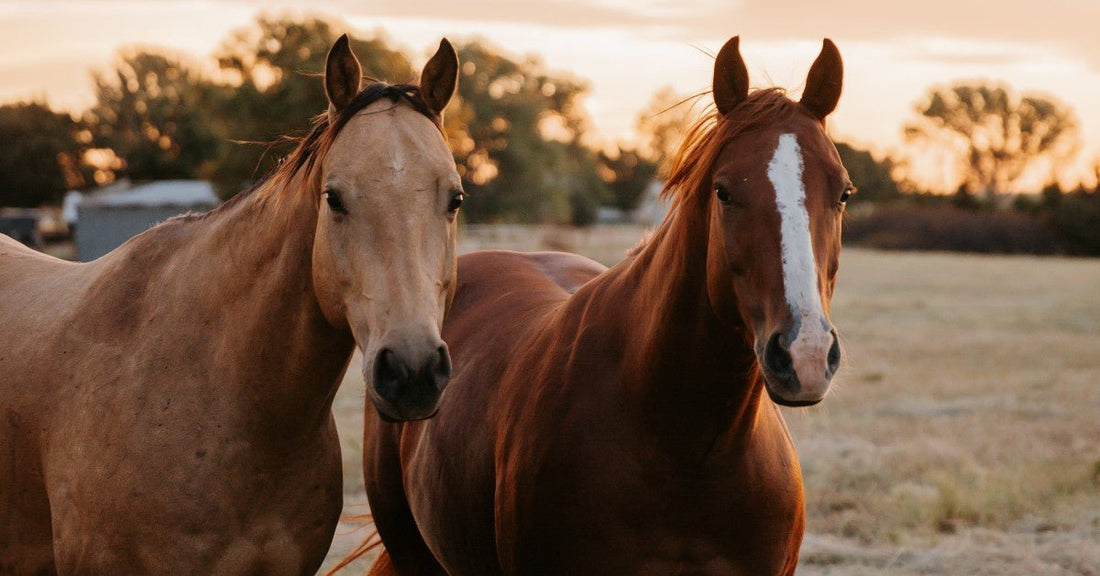 Can Kidney Issues in Horses Cause Behavior Issues? - Silver Lining Herbs