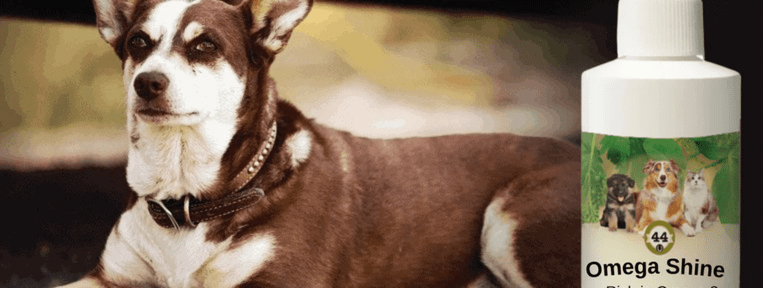 Coconut Oil for Dog Constipation is it Beneficial? - Silver Lining Herbs