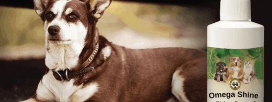Coconut Oil for Dog Constipation is it Beneficial? - Silver Lining Herbs