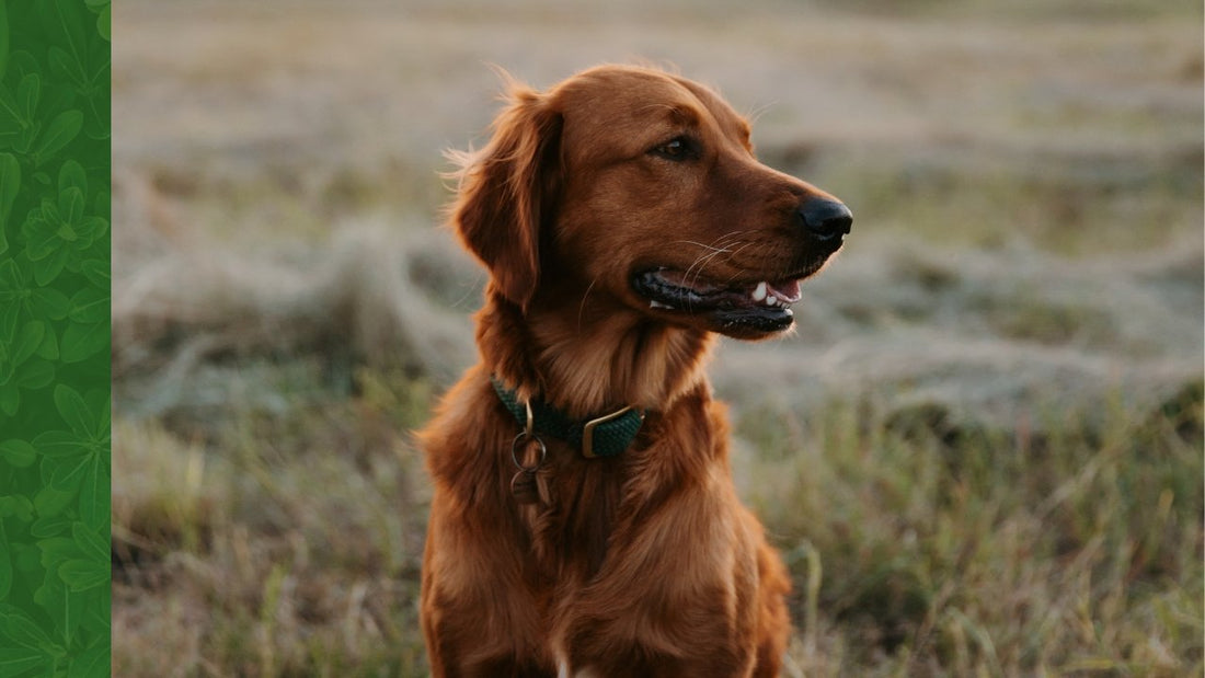 Deworming Dogs Naturally with Herbs - Silver Lining Herbs