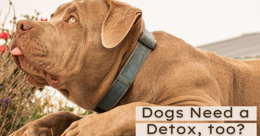 Everything You Need To Know About Seasonal Detox For Your Dog - Silver Lining Herbs