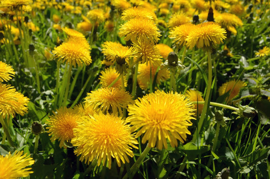 Embracing Dandelions: Unveiling Their Hidden Health Benefits - Silver Lining Herbs