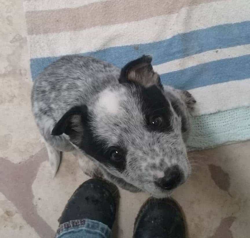 Getting a New Puppy! - Silver Lining Herbs