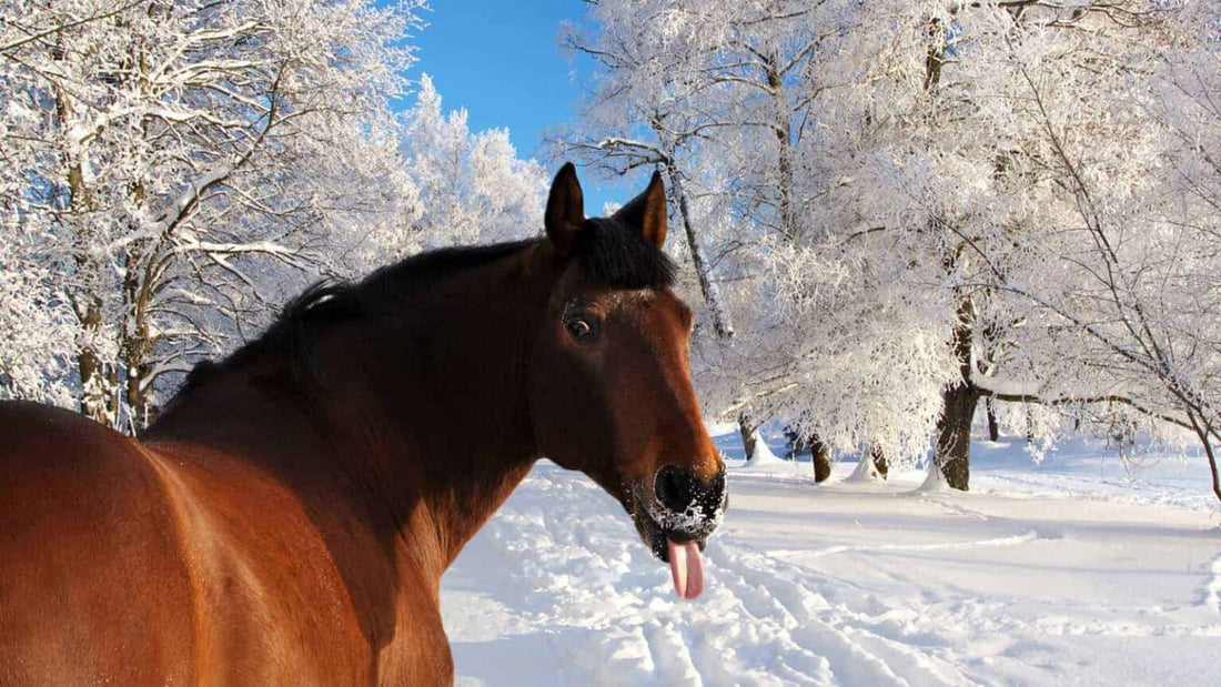 Best Herbal Supplements to Feed a Horse in Winter - Silver Lining Herbs