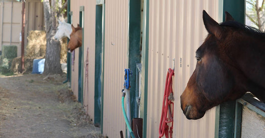 Horses Need To Eat A Variety - Silver Lining Herbs