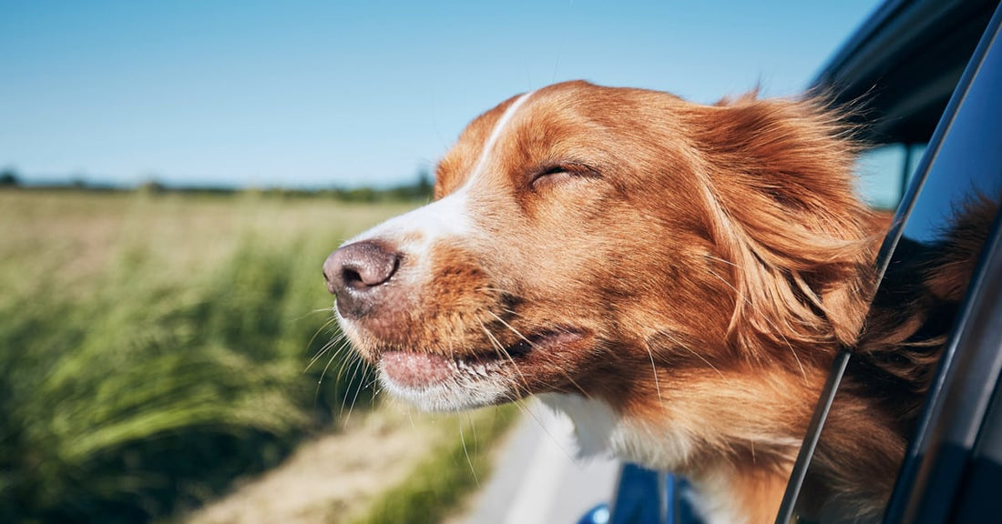 How Can an Adaptogen Herb Help My Dog? (Ashwagandha Benefits) - Silver Lining Herbs