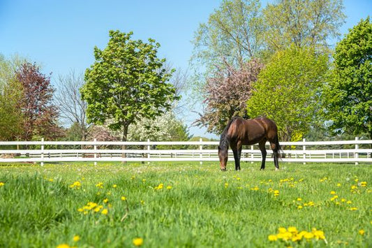 In Search of Greener Pastures? The Best Grass Forage for Horses - Silver Lining Herbs