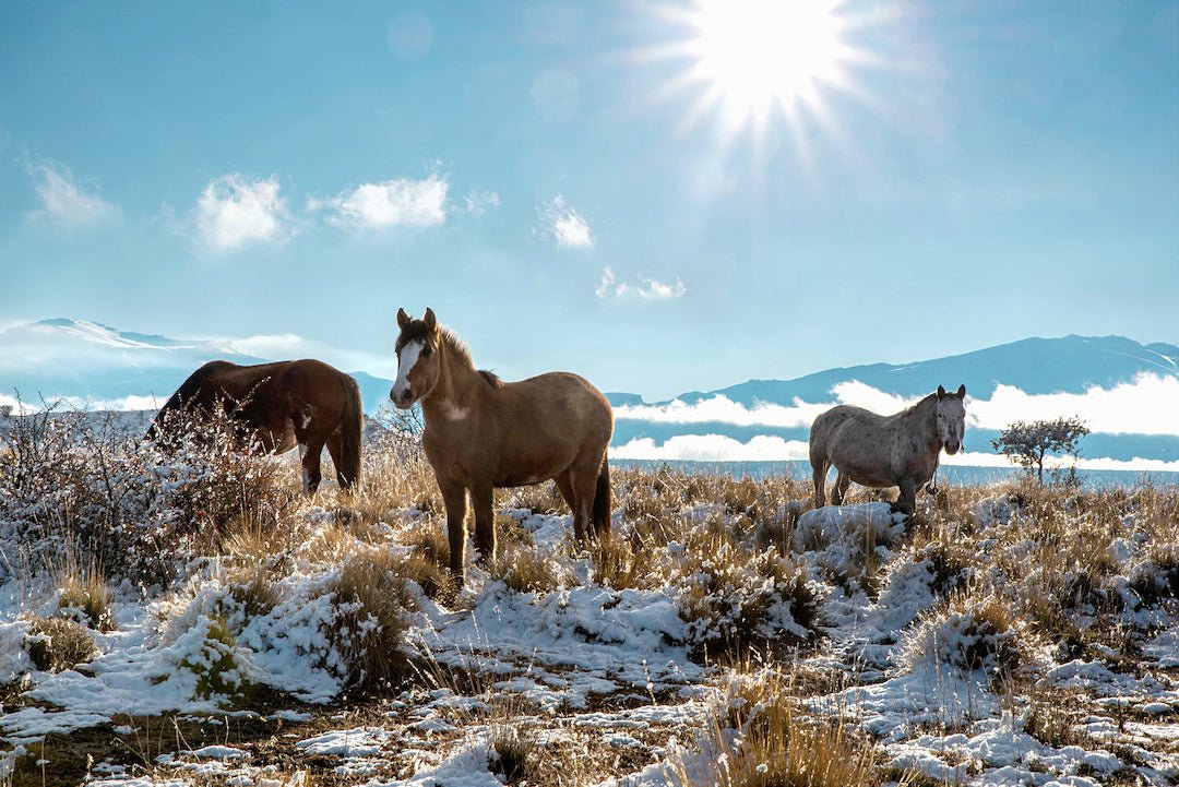 Is Your Horse Showing Signs of Allergies? We Can Help! - Silver Lining Herbs