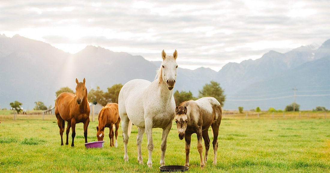 Lameness in Horses: Causes, Treatment and Preventions - Silver Lining Herbs
