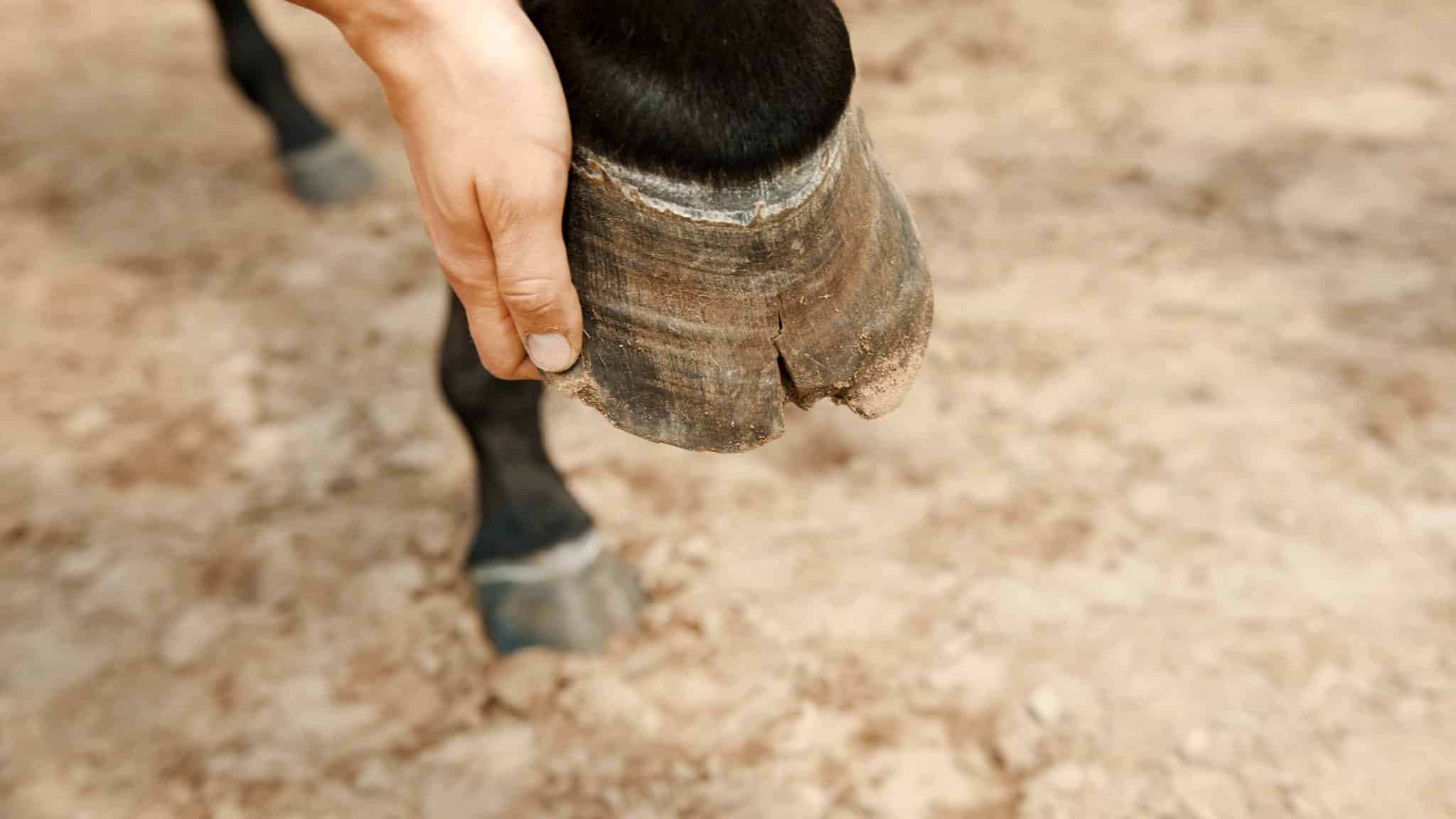 New Year, New Hoof Health: Winter Hoof Care Tips for Your Horse ...