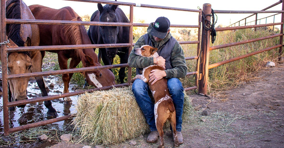 Parsley for Dogs Health Benefits, Effects, and Dosage Silver Lining Herbs