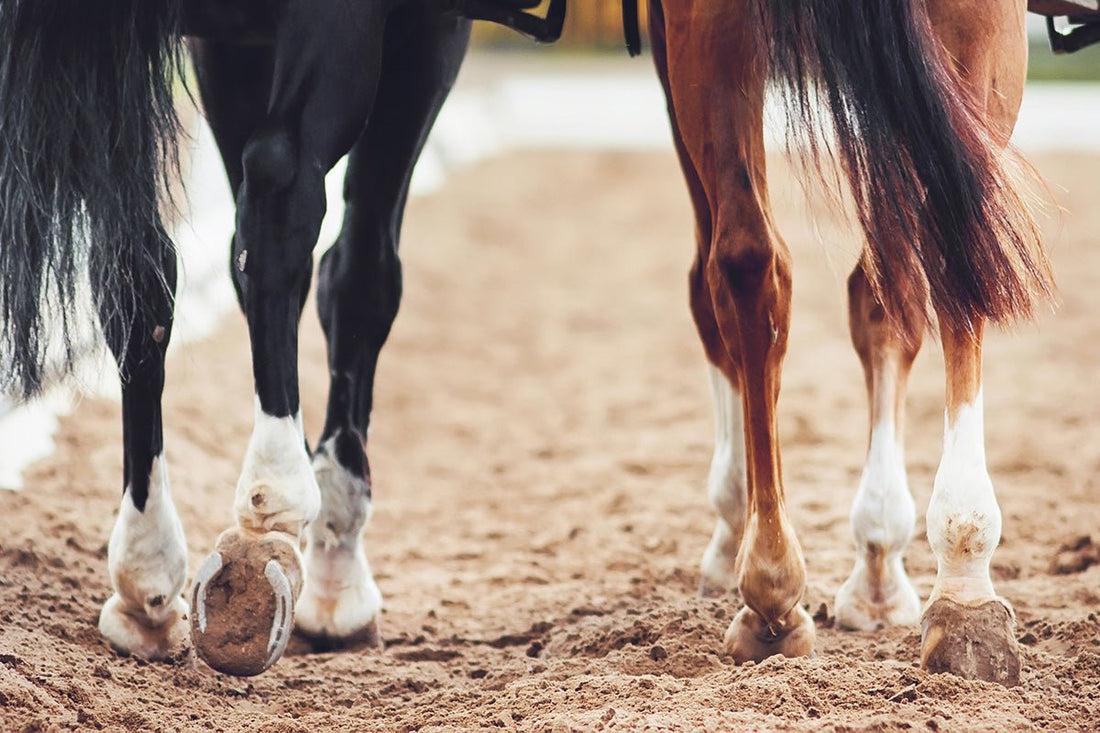 Preventative Care for Leg Tendon and Ligament Issues in Horses - Silver Lining Herbs