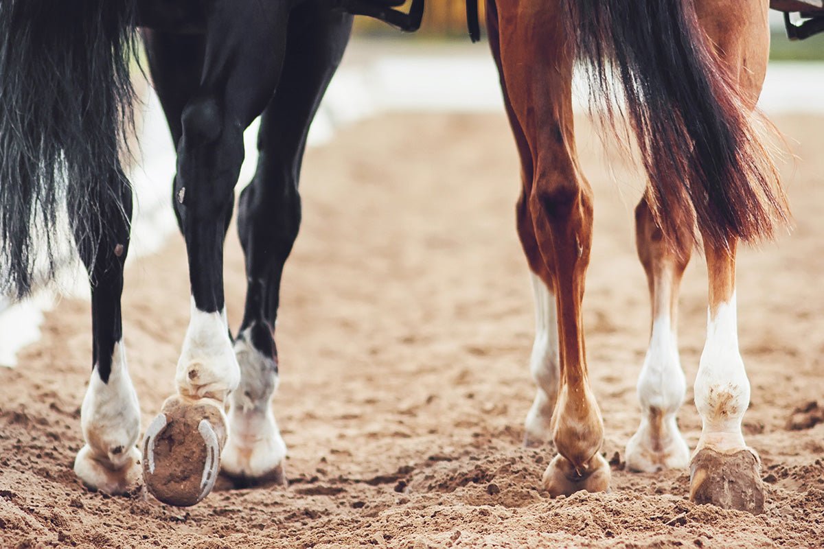 Preventative Care for Leg Tendon and Ligament Issues in Horses - Silver Lining Herbs