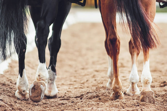Preventative Care for Leg Tendon and Ligament Issues in Horses - Silver Lining Herbs