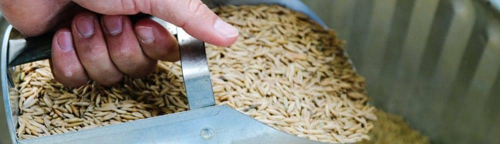 Pros and Cons of Feeding Whole Oats to Horses - Silver Lining Herbs