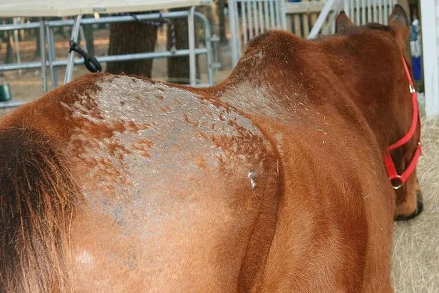 Rain Rot in Horses: Causes, Symptoms & How to Treat It - Silver Lining Herbs