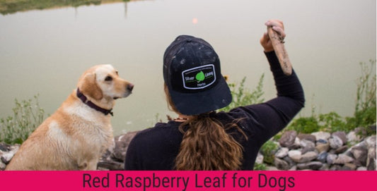 Red Raspberry Leaf for Dogs - Silver Lining Herbs