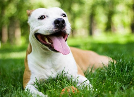 Respiratory Support System for Dogs (2022) - Silver Lining Herbs