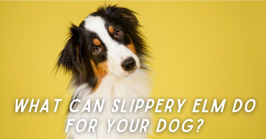 Slippery Elm for Dogs with Digestive Issues? - Silver Lining Herbs