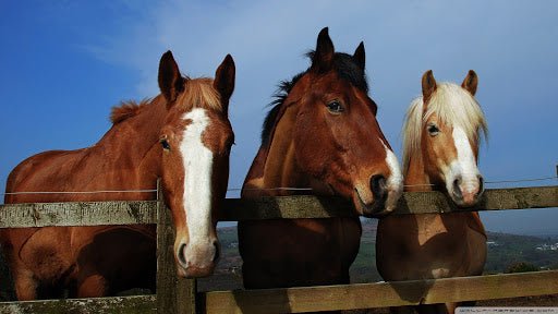 Slippery Elm for Horses - Silver Lining Herbs