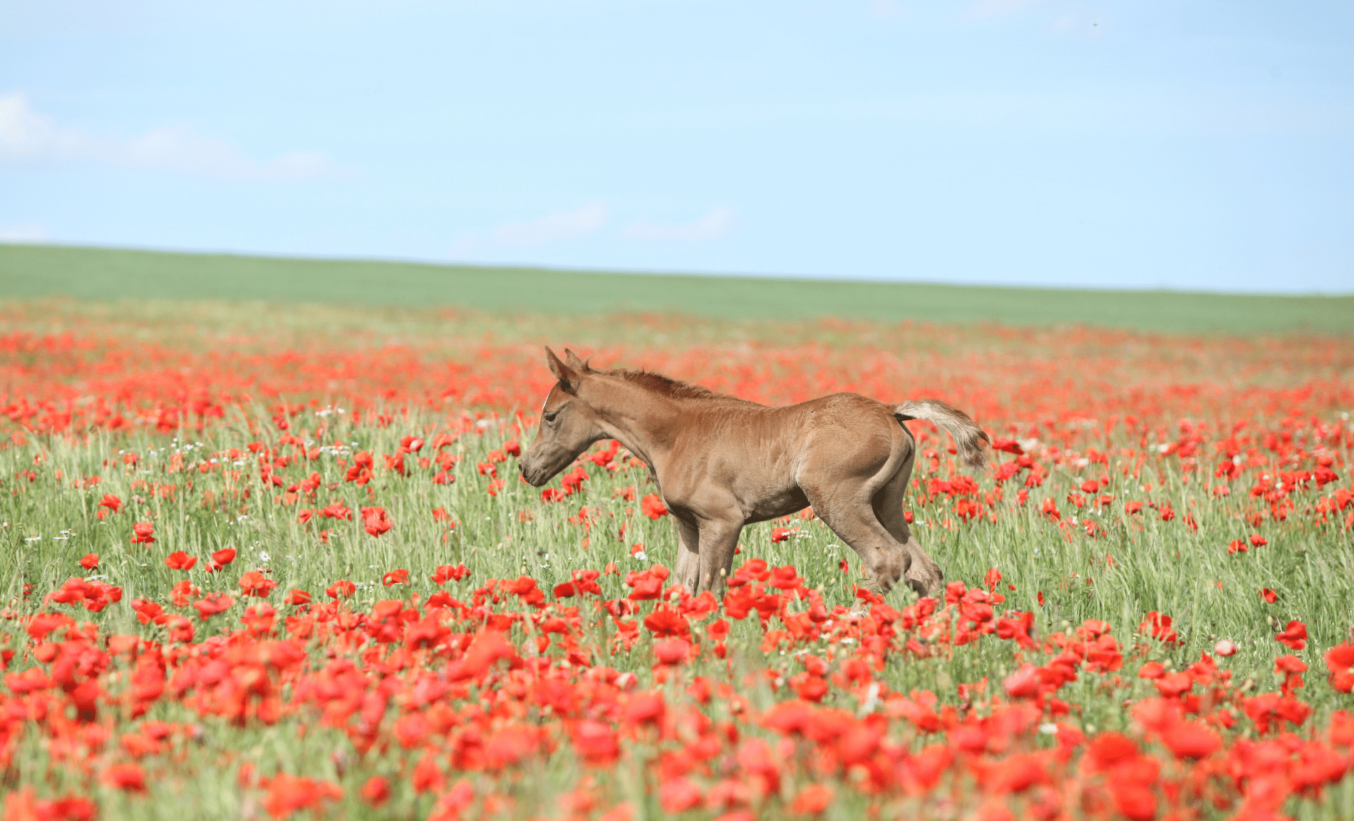 Spring Horse Care: Support Equine Health This Season - Silver Lining Herbs
