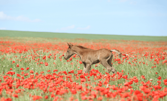 Spring Horse Care: Support Equine Health This Season - Silver Lining Herbs